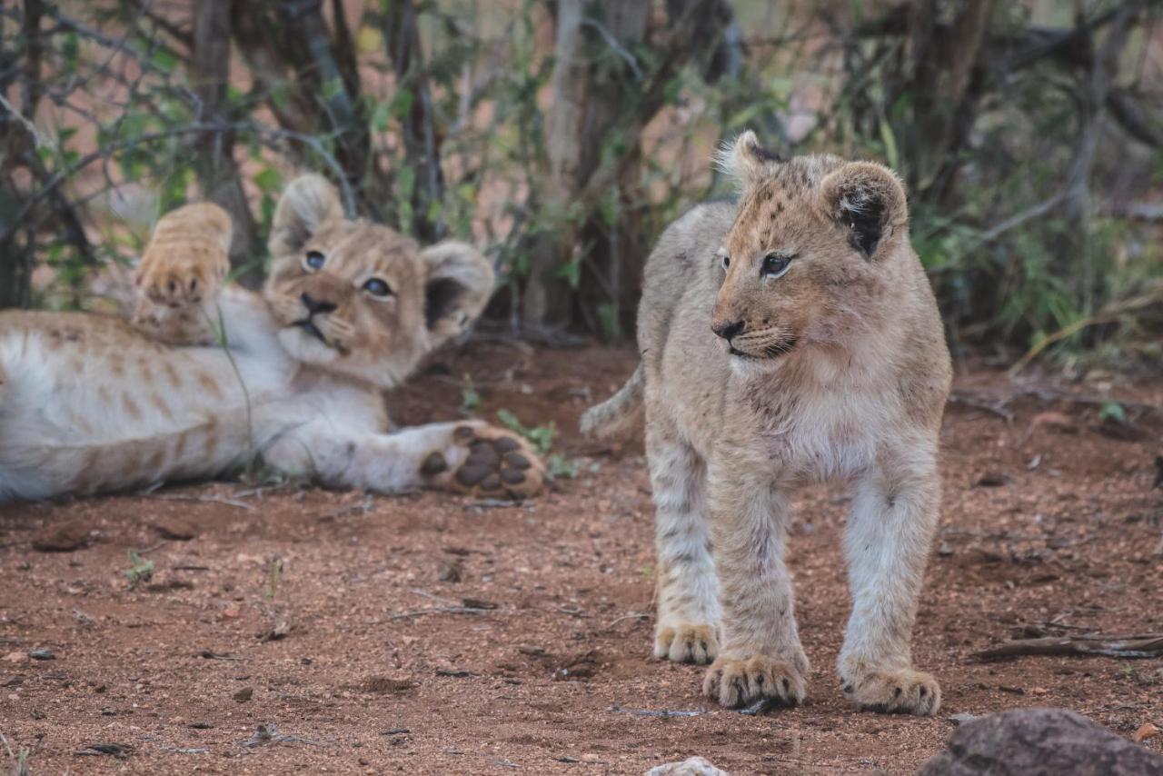 Ku Sungula Safari Lodge バルレ・ゲーム・リザーブ エクステリア 写真