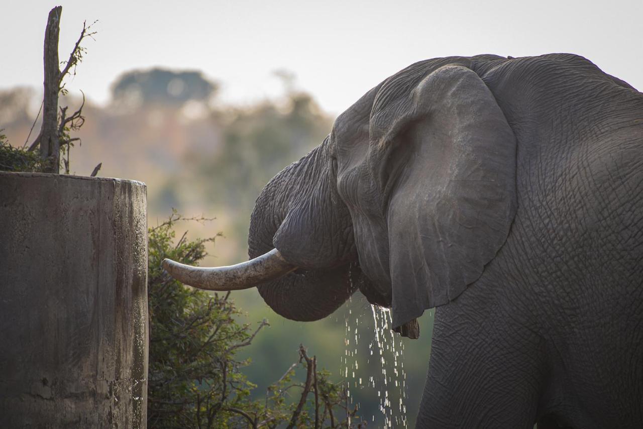 Ku Sungula Safari Lodge バルレ・ゲーム・リザーブ エクステリア 写真