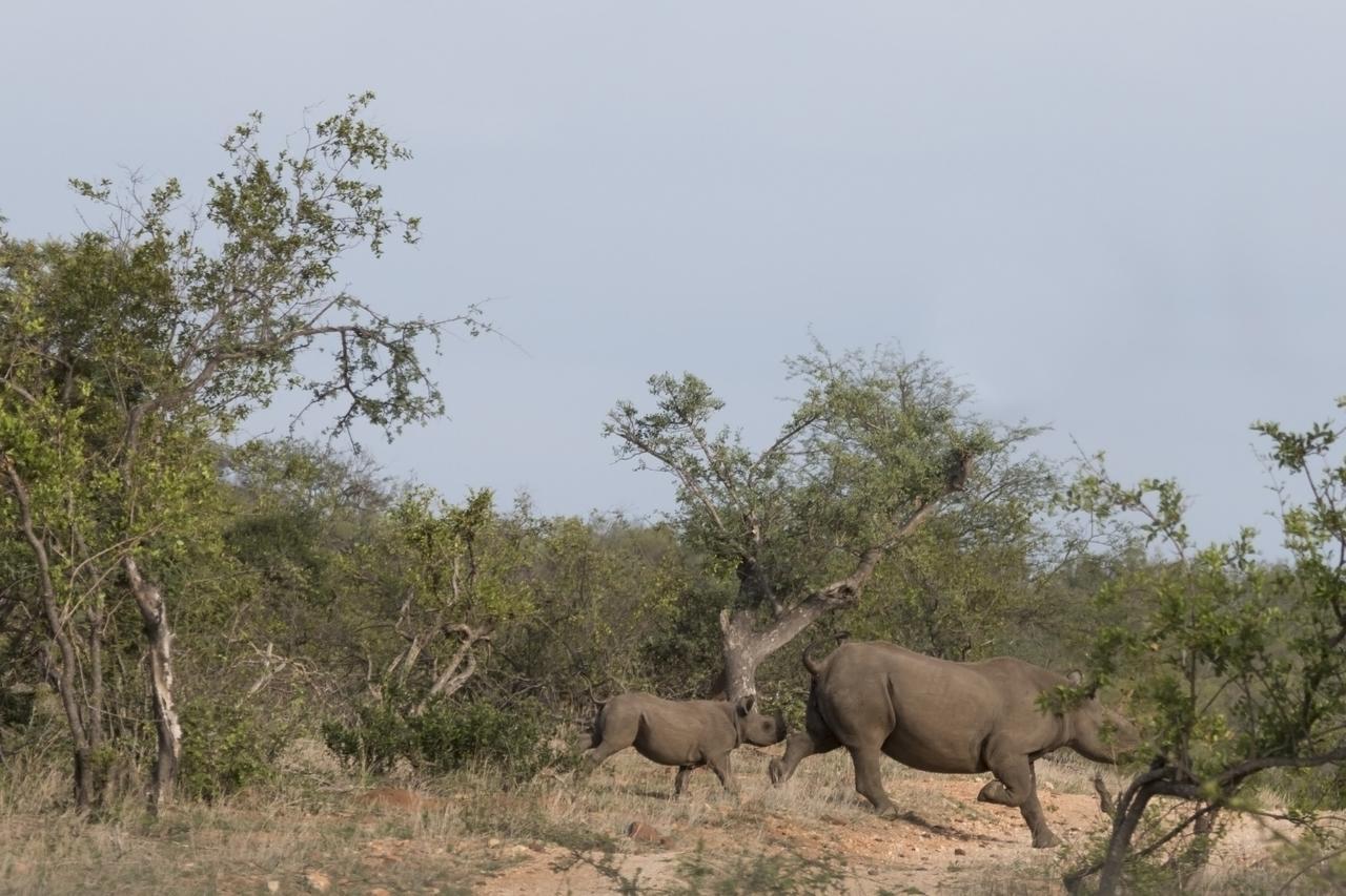 Ku Sungula Safari Lodge バルレ・ゲーム・リザーブ エクステリア 写真