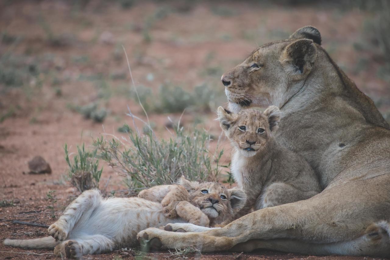 Ku Sungula Safari Lodge バルレ・ゲーム・リザーブ エクステリア 写真