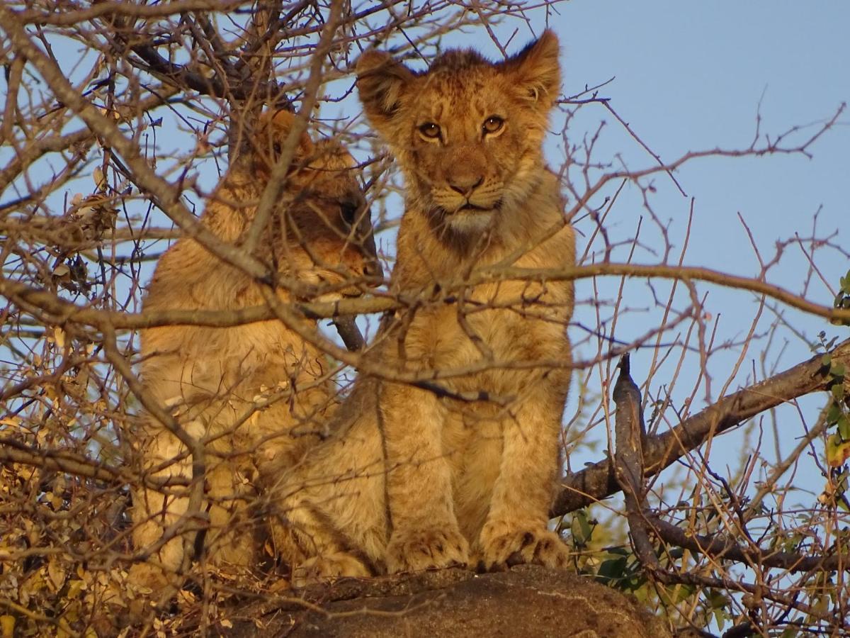 Ku Sungula Safari Lodge バルレ・ゲーム・リザーブ エクステリア 写真