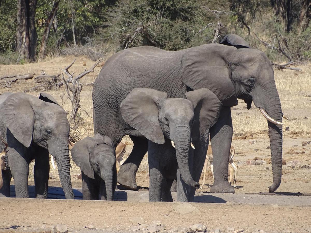 Ku Sungula Safari Lodge バルレ・ゲーム・リザーブ エクステリア 写真