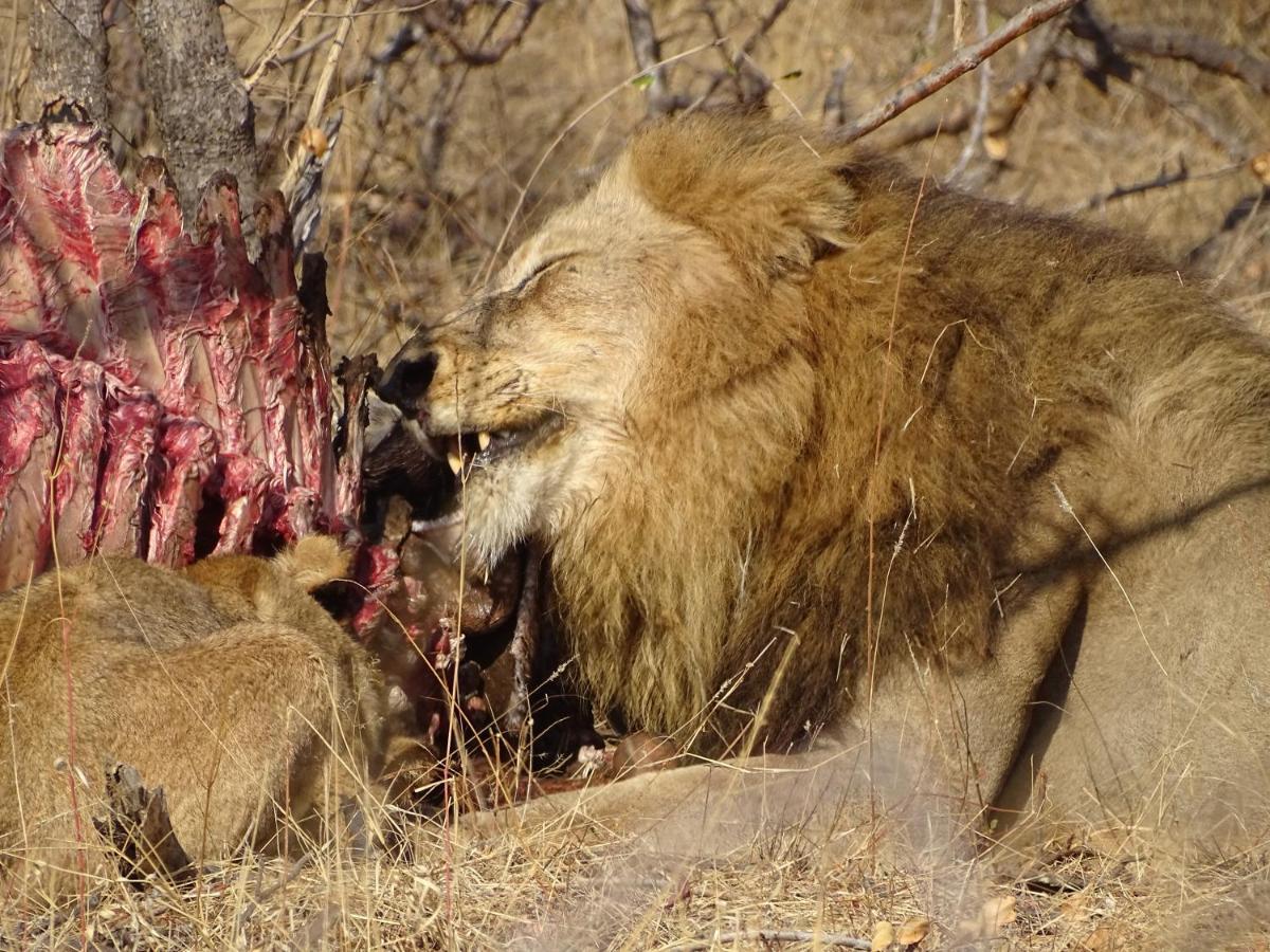 Ku Sungula Safari Lodge バルレ・ゲーム・リザーブ エクステリア 写真